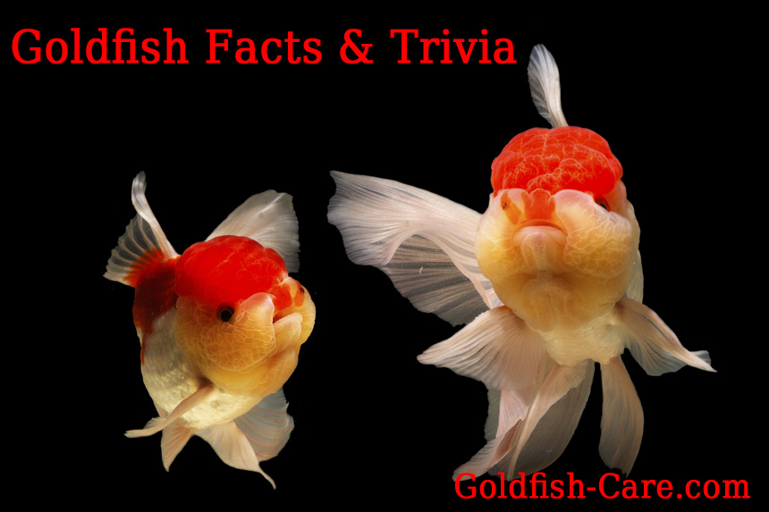 goldfish facts & trivia